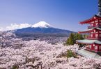W pogoni za kwiatami wiśni: sezon Sakura w Japonii